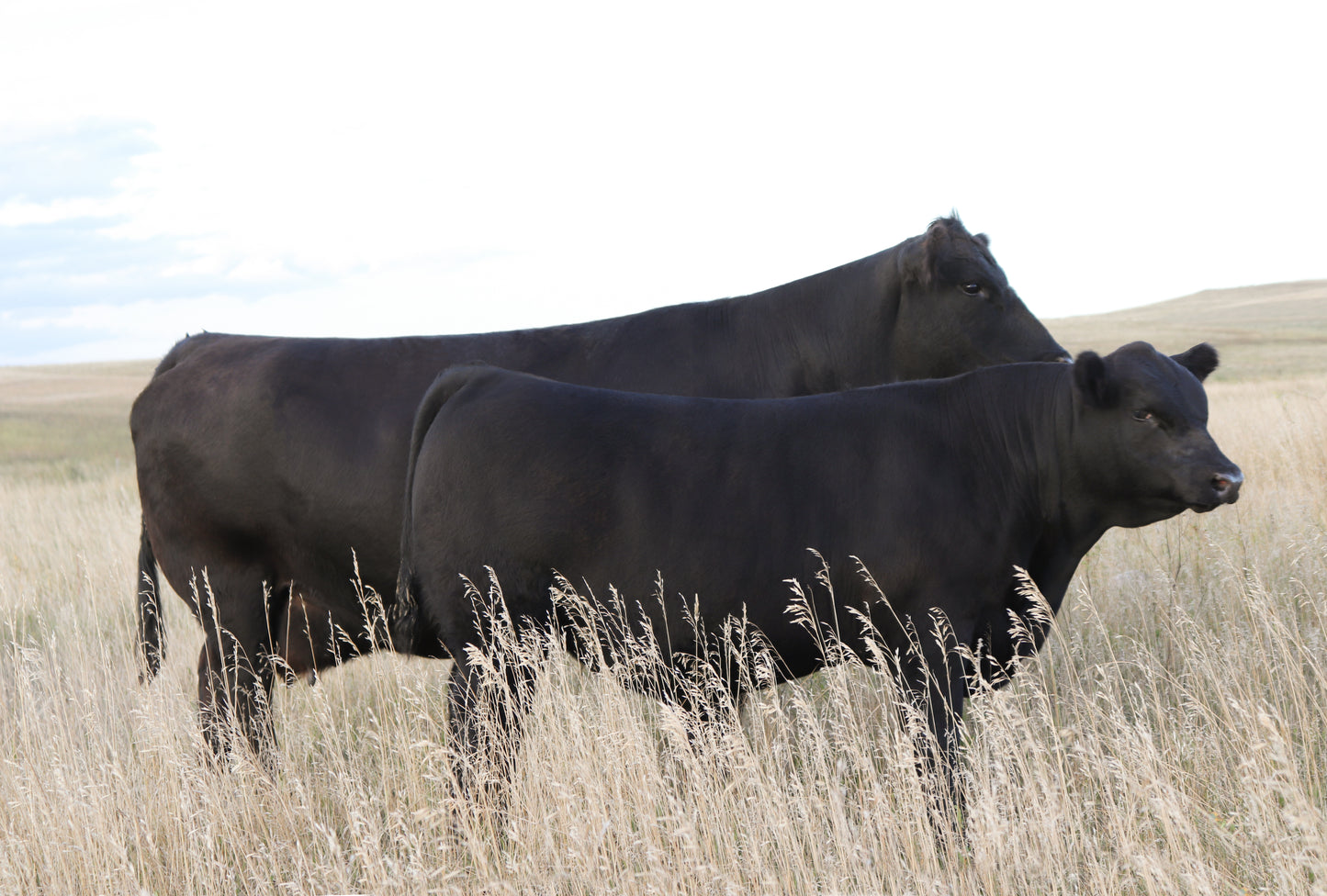 SAV Beneficial 4253 Semen