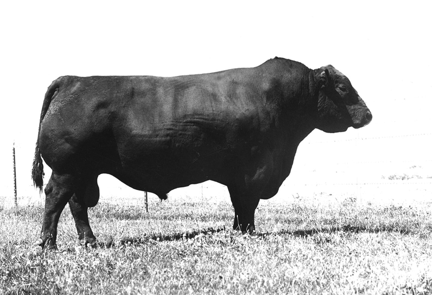 Sinclair Rito N004 Semen